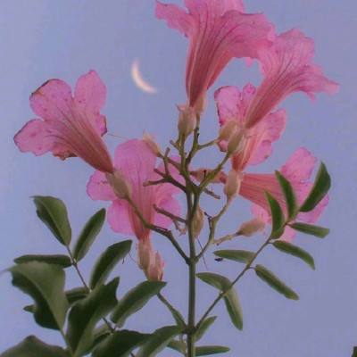 后宫甄嬛传手游破解版下载